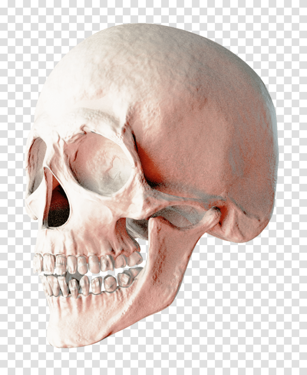 Skull, Person, Human, Jaw, Skeleton Transparent Png