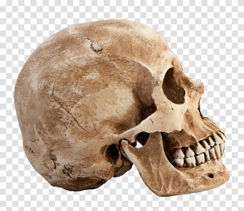 Skull, Person, Jaw, Bread, Food Transparent Png