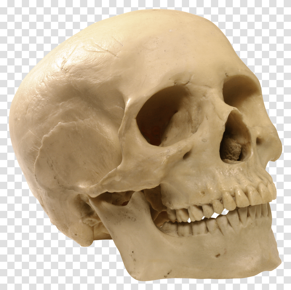 Skull, Person, Jaw, Egg, Food Transparent Png