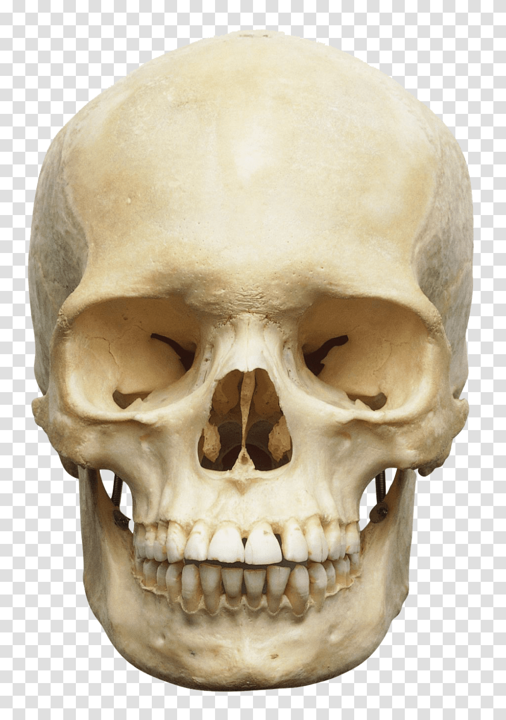 Skull, Person, Jaw, Fungus, Head Transparent Png