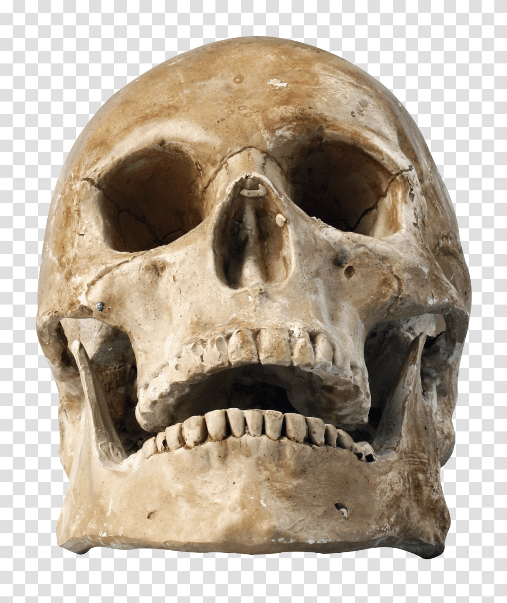 Skull, Person, Jaw, Head, Fungus Transparent Png