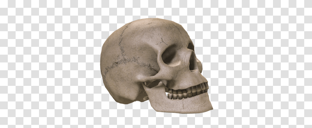 Skull, Person, Jaw, Head, Teeth Transparent Png