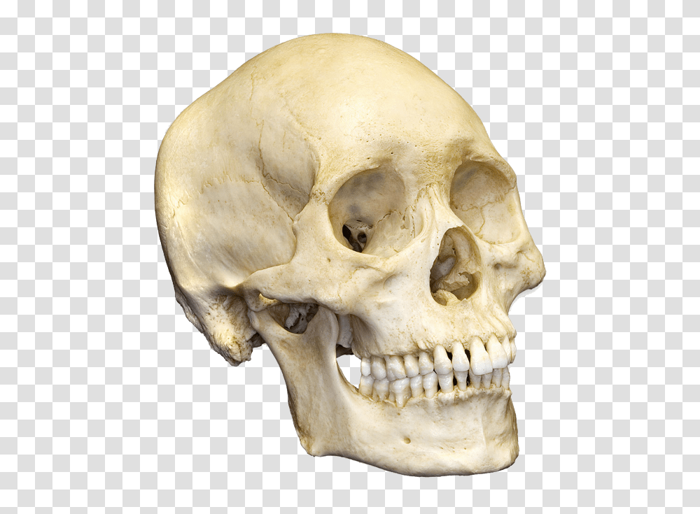 Skull, Person, Jaw, Skeleton, Bear Transparent Png