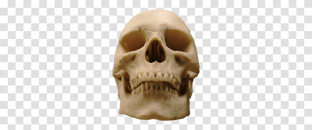 Skull, Person, Jaw, Skeleton, Teeth Transparent Png