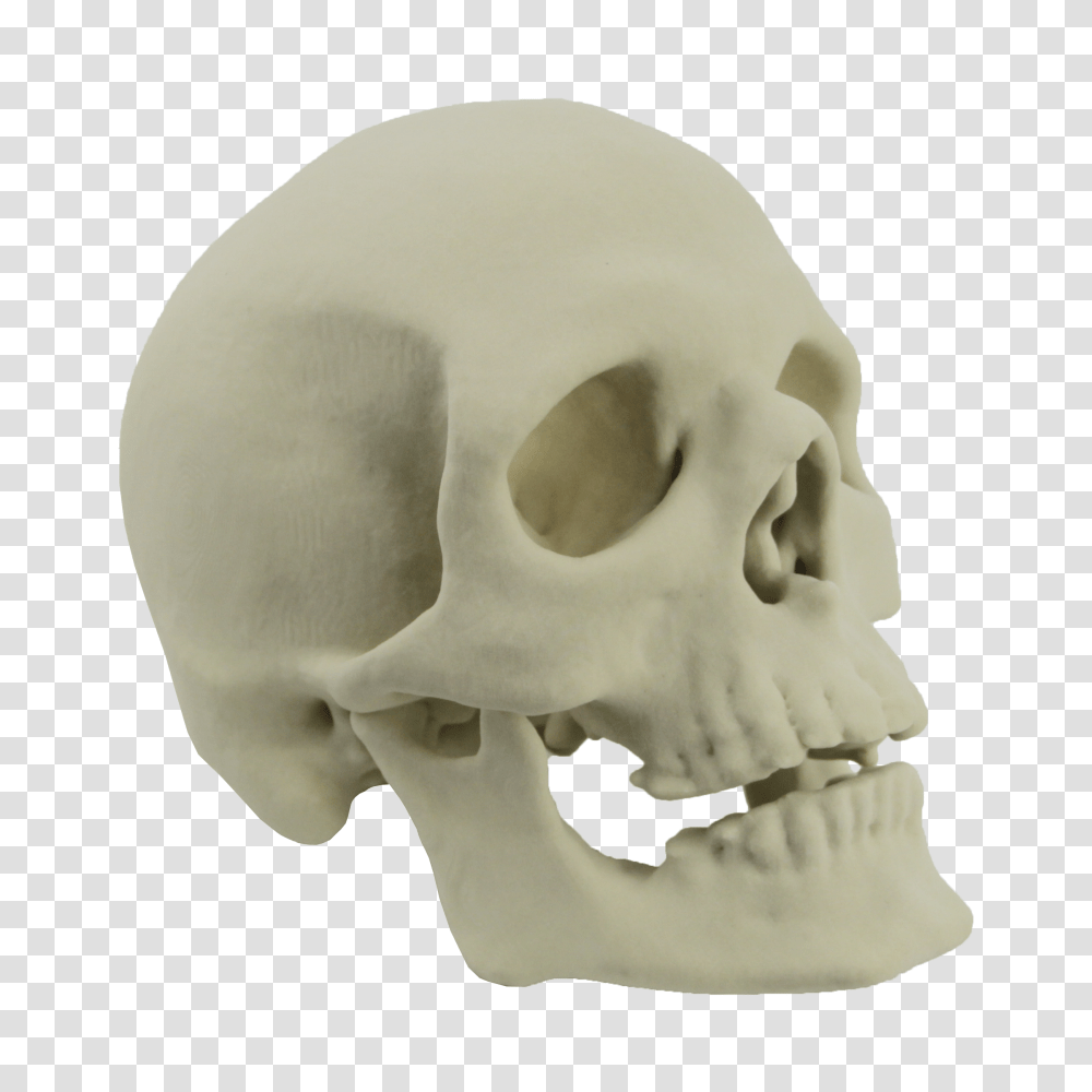 Skull, Person, Jaw, Skeleton, Teeth Transparent Png