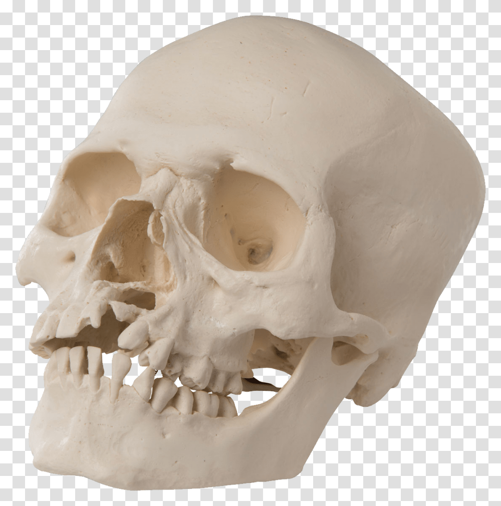 Skull, Person, Jaw, Skeleton, Teeth Transparent Png