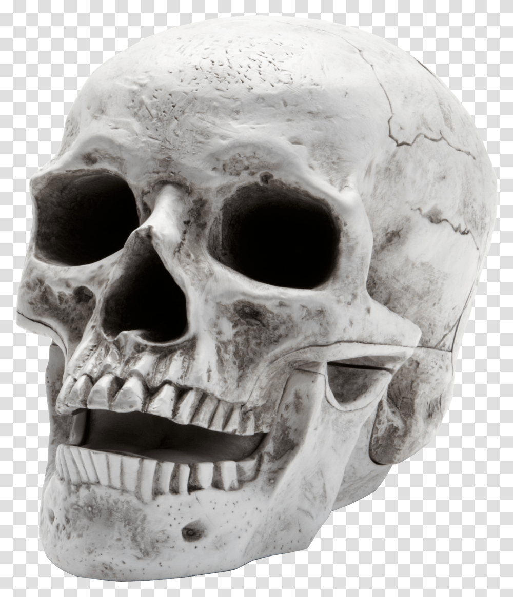 Skull, Person, Skeleton, Head, Jaw Transparent Png