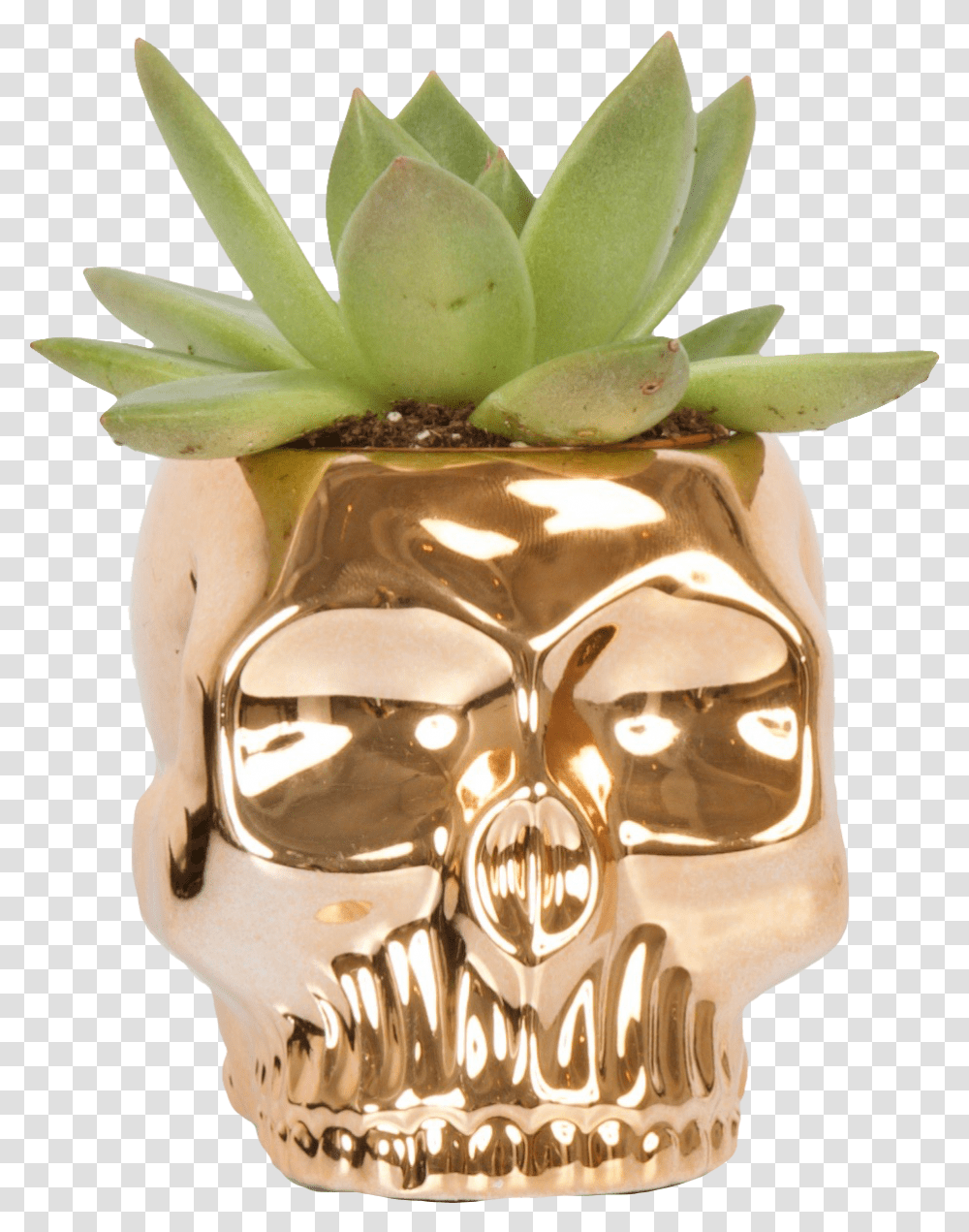 Skull, Plant, Pottery, Jar, Potted Plant Transparent Png