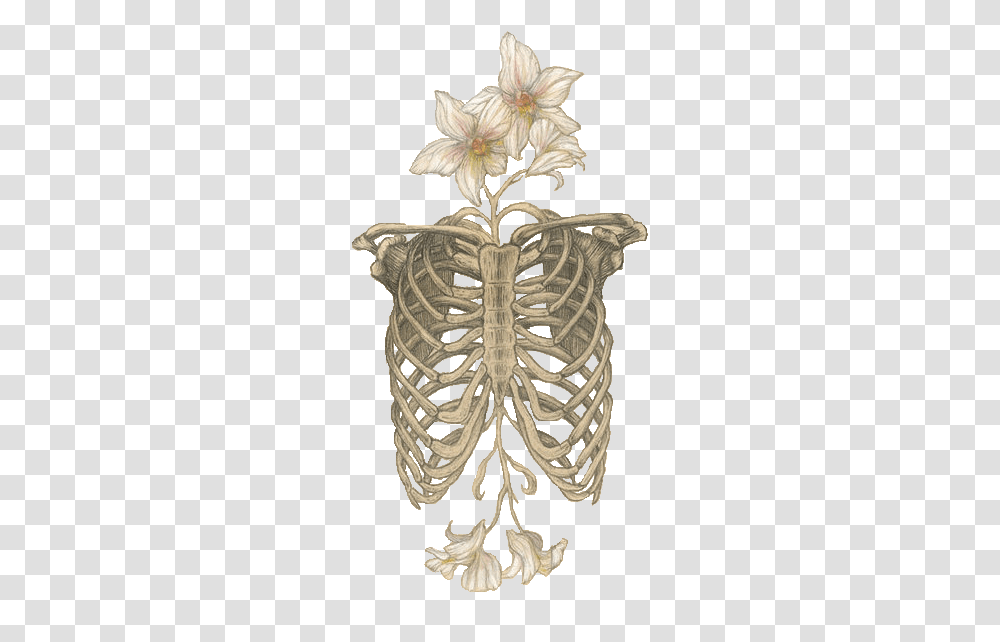Skull Skeletal Anatomy And Nature, Torso, Skeleton Transparent Png