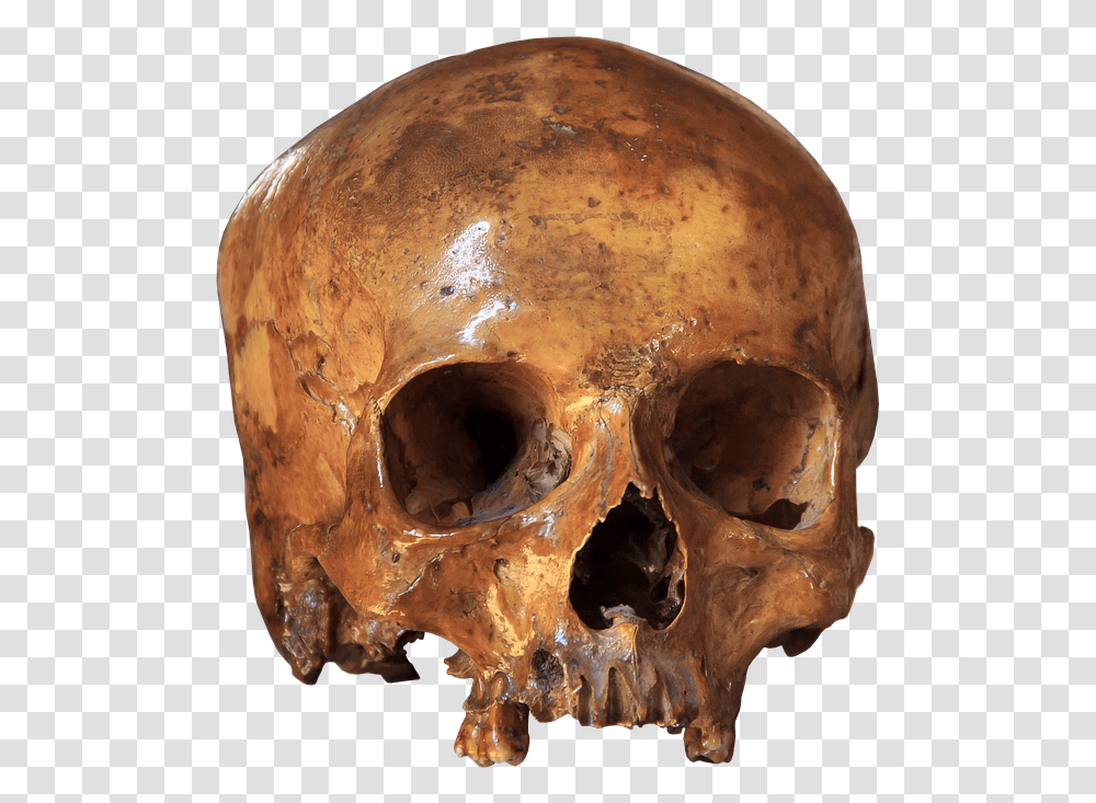 Skull Skeleton Bone Anatomy Brain Skull Horror Iphone X Wallpapers 4k Skull, Head, Archaeology, Helmet Transparent Png