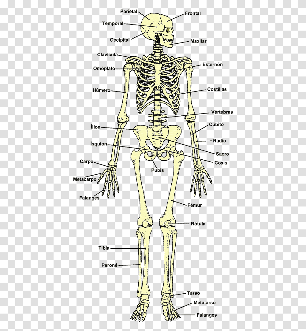 Skull, Skeleton Transparent Png