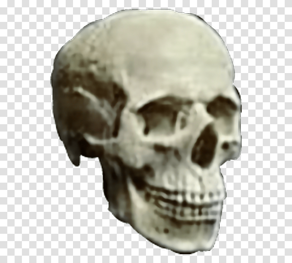 Skull Skulls Skeleton Head Heavymetal Heavy Metal Skull, Soil, Jaw, Dog, Pet Transparent Png