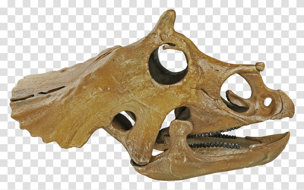 Skull Transparent Png