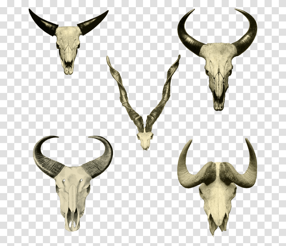 Skullheads, Antler, Animal, Mammal, Wildlife Transparent Png