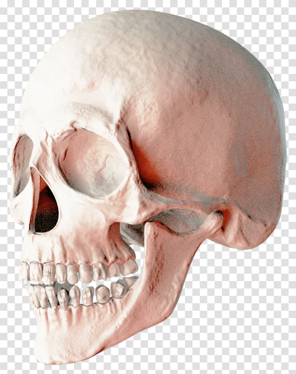 Skulls, Jaw, Person, Human, Skeleton Transparent Png