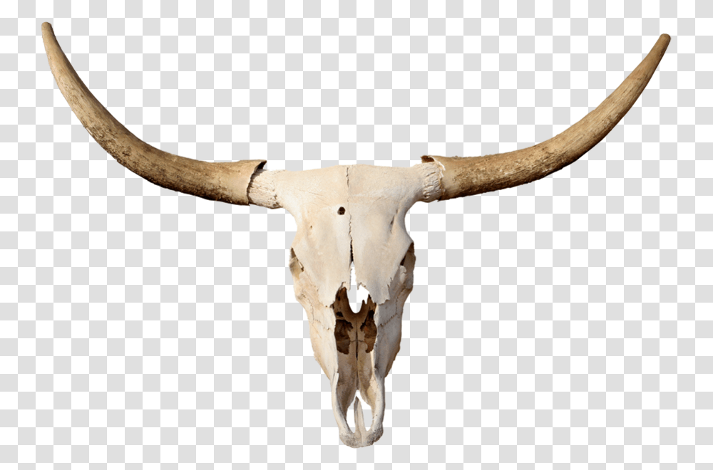 Skulls Longhorn Bull Skull, Cattle, Mammal, Animal, Antelope Transparent Png