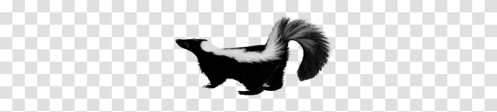 Skunk, Animals, Wildlife, Mammal, Bird Transparent Png