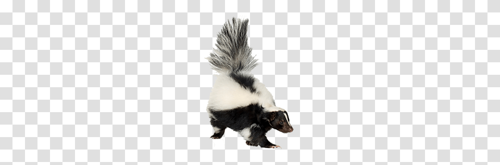 Skunk, Animals, Wildlife, Mammal, Brush Transparent Png