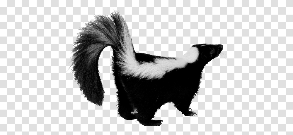 Skunk, Animals, Wildlife, Mammal, Cat Transparent Png