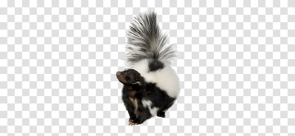 Skunk, Animals, Wildlife, Mammal, Rat Transparent Png