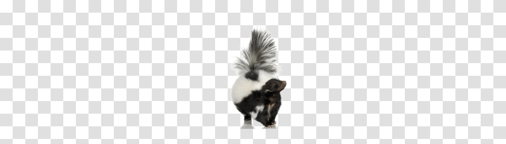 Skunk, Animals, Wildlife, Mammal, Rat Transparent Png