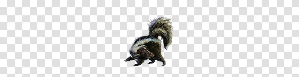 Skunk, Animals, Wildlife, Mammal, Rat Transparent Png