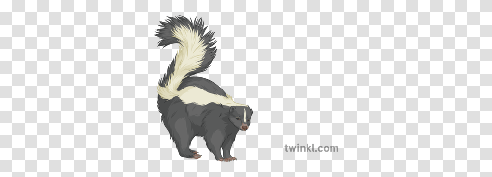 Skunk General Animal Mammal Secondary Illustration Twinkl Striped Skunk, Wildlife, Bird Transparent Png