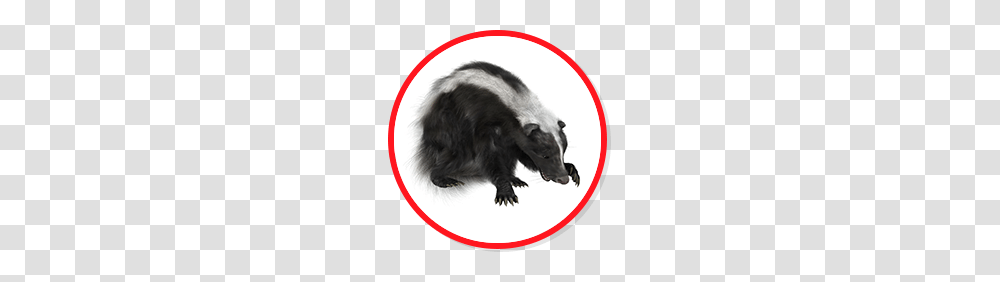 Skunks Removal Amg Extermination, Wildlife, Animal, Mammal, Anteater Transparent Png