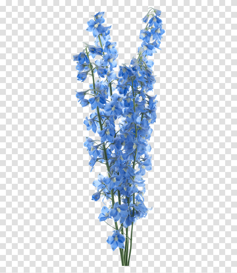 Sky Blue Flower, Plant, Blossom, Petal, Acanthaceae Transparent Png
