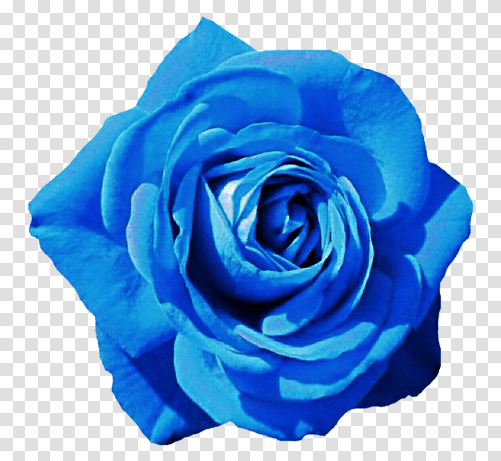 Sky Blue Rose By Jeanicebartzen27 Blue Hd Rose, Flower, Plant, Blossom, Petal Transparent Png