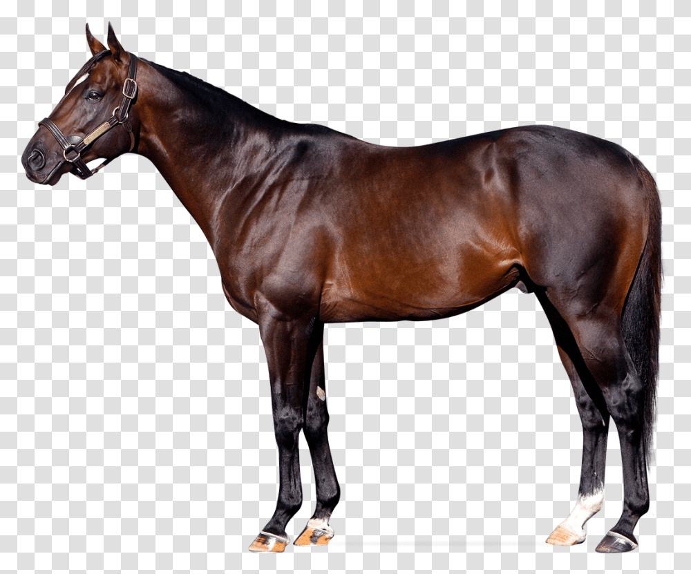 Sky Kingdom Always Dreaming Horse Stud, Mammal, Animal, Andalusian Horse, Stallion Transparent Png