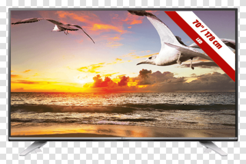 Sky Tv 40 Inch, Bird, Animal, Flying, Seagull Transparent Png