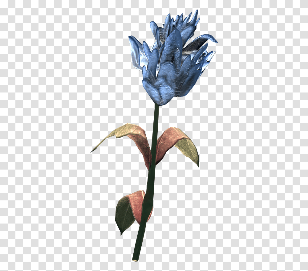 Skyrim Flower, Plant, Blossom, Acanthaceae, Araceae Transparent Png