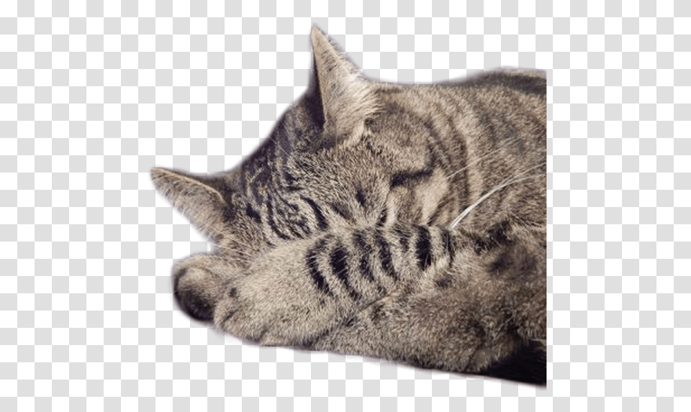 Sleeping Cat, Abyssinian, Pet, Mammal, Animal Transparent Png