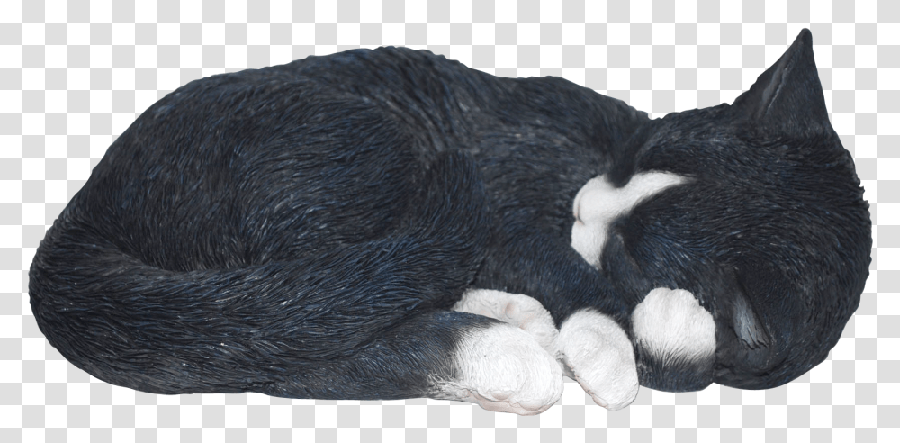 Sleeping Cat Cat Sleeping No Background, Animal, Bear, Wildlife, Mammal Transparent Png