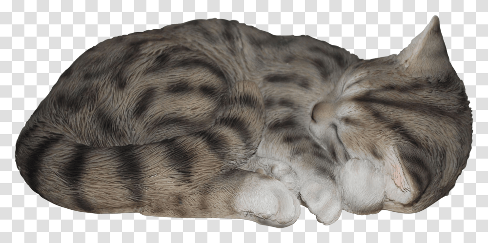 Sleeping Cat, Manx, Pet, Mammal, Animal Transparent Png