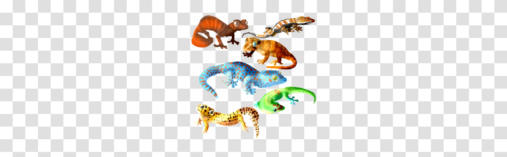 Sleeping Cute Images Collection With Background, Gecko, Lizard, Reptile, Animal Transparent Png