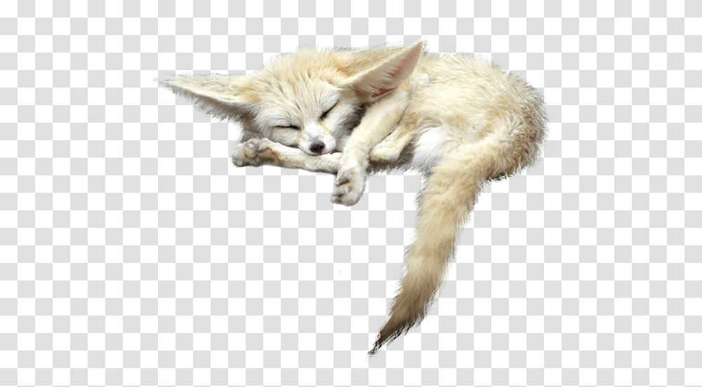 Sleeping Fox Animals White Image Free 9 Fennec Fox Background, Wildlife, Mammal, Kit Fox, Canine Transparent Png
