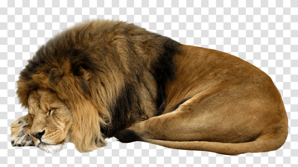Sleeping Lion White Background, Wildlife, Mammal, Animal, Dog Transparent Png