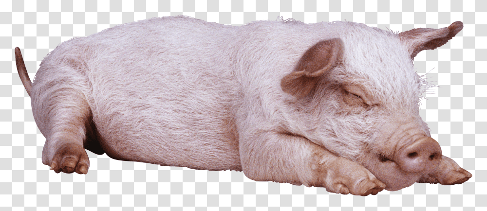 Sleeping Pig, Mammal, Animal, Snout, Manx Transparent Png