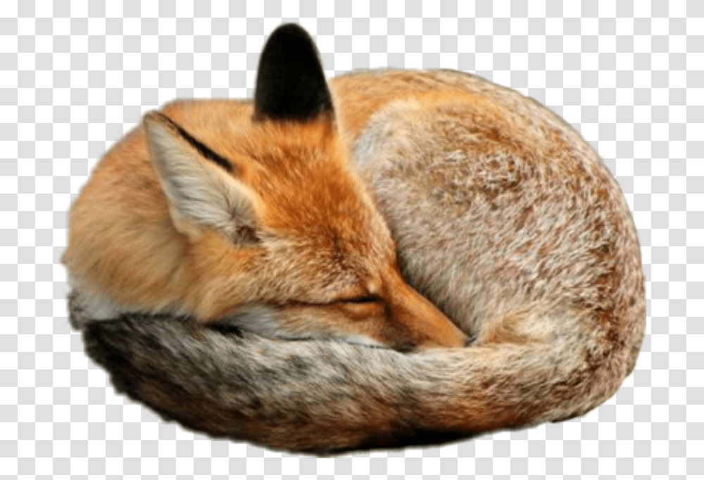 Sleeping, Red Fox, Canine, Wildlife, Mammal Transparent Png