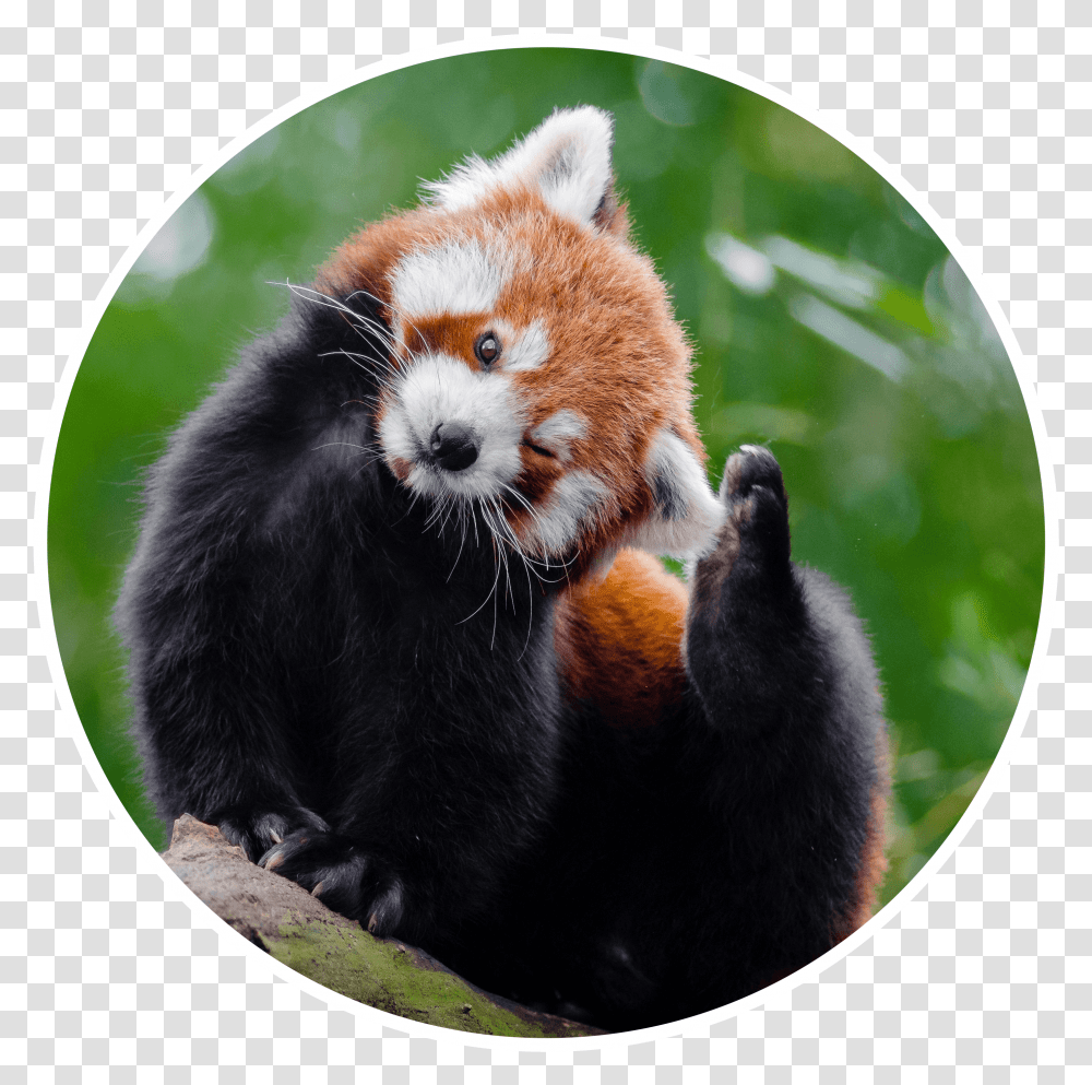 Sleepy Red Panda Red Panda Scratching, Lesser Panda, Bear, Wildlife, Mammal Transparent Png