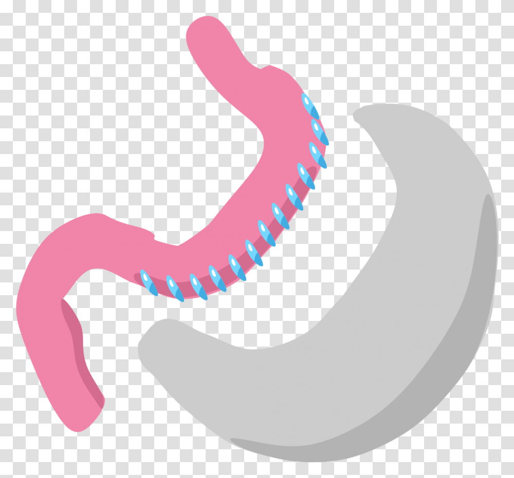 Sleeve Gastrectomy Wikipedia Bariatric Surgery, Animal, Worm, Invertebrate, Stomach Transparent Png