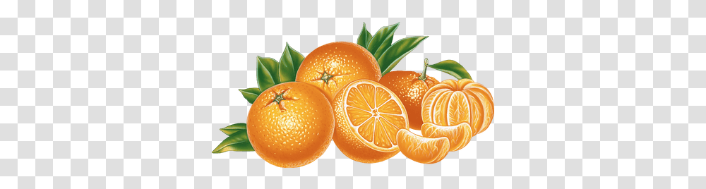 Slice Of Orange Clipart Big Vector Orange Fruit, Citrus Fruit, Plant, Food, Grapefruit Transparent Png