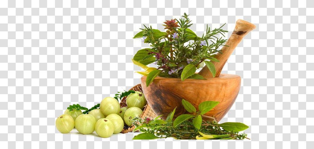 Slide Background Ayurvedic Background, Plant, Potted Plant, Vase, Jar Transparent Png