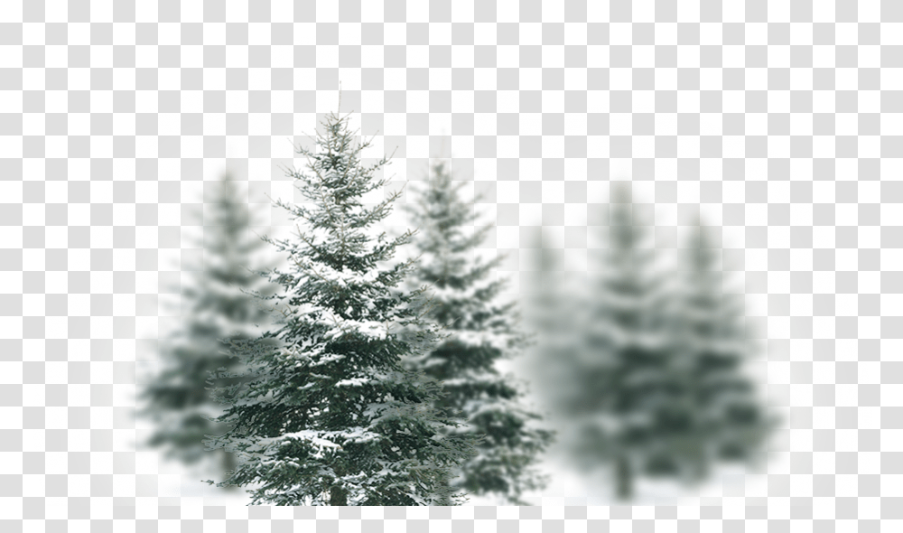 Slide Image Christmas Tree, Plant, Fir, Abies, Pine Transparent Png