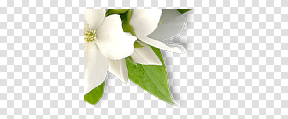 Sliderdeluxe Aromamistsprayflowerpng Wan Shon Trading Lily, Plant, Petal, Anemone, Anther Transparent Png