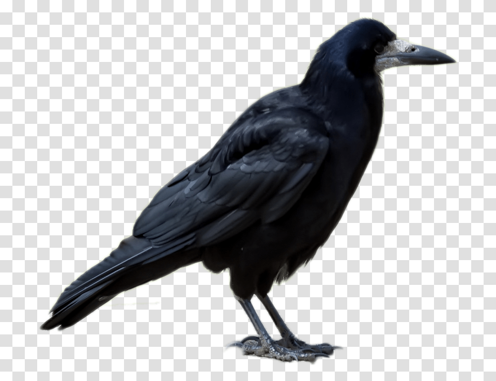 Slika Vrane, Bird, Animal, Crow, Blackbird Transparent Png