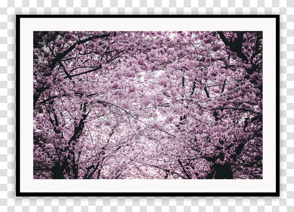 Slike Za Desktop Proljee, Plant, Flower, Blossom, Rug Transparent Png