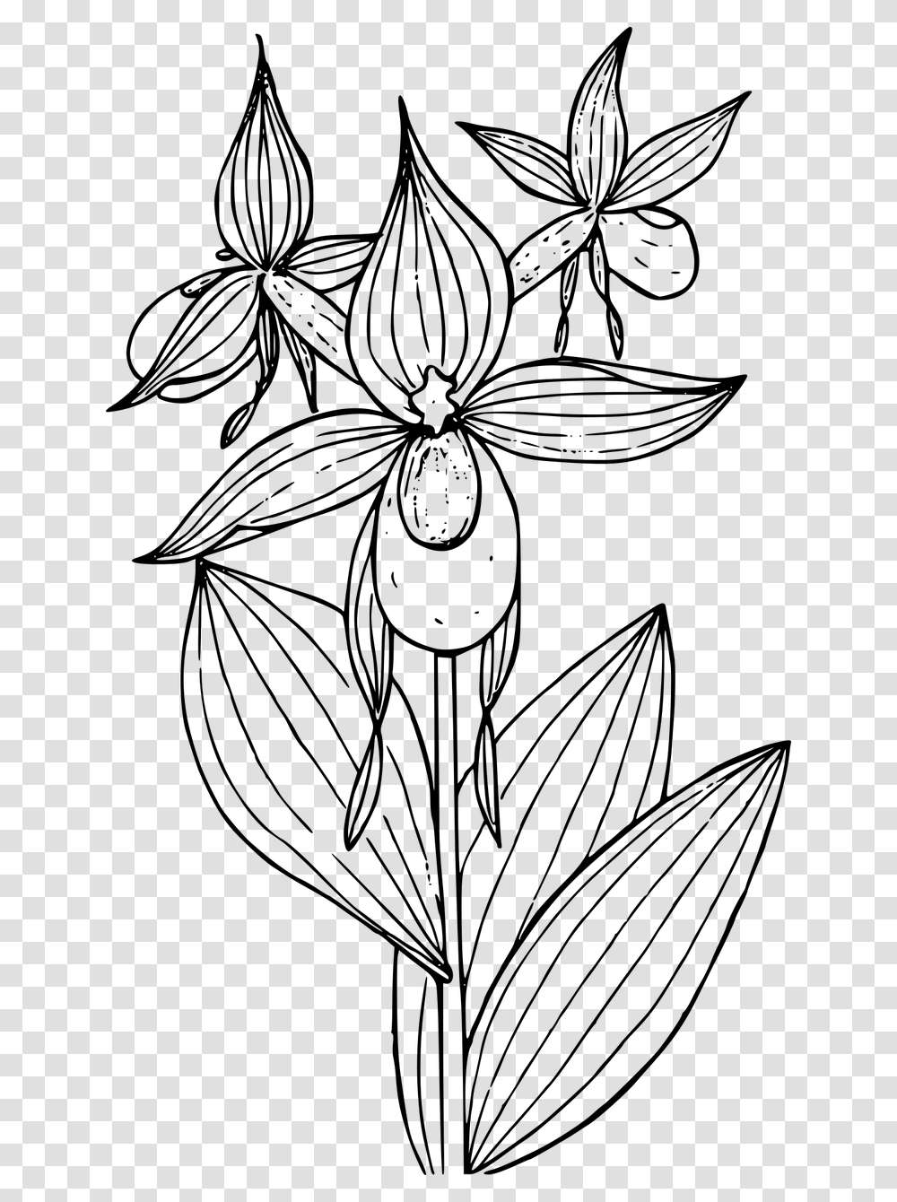 Slipper Flower Drawing, Gray, World Of Warcraft Transparent Png